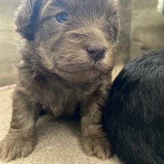 Mal-Shi Puppies from Kelli Hickman