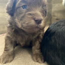 Mal-Shi Puppies from Kelli Hickman