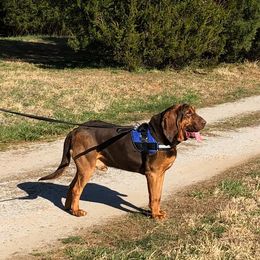 Australian Cattle Dog and Bloodhound All Grown Up from Hardiman’s Howlin’ Hounds