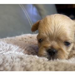 Brussels Griffon Puppies from Shelly's Brussels Griffons
