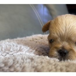 Brussels Griffon Puppies from Shelly's Brussels Griffons