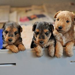 Lakeland Terriers from Clifftops Lakeland Terriers