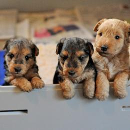 Lakeland Terriers from Clifftops Lakeland Terriers