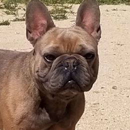 Bear - French Bulldog