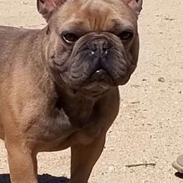 Bear - French Bulldog