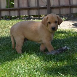 Orange Collar - Yellow Labrador Retriever puppy in Sandy, Utah from Kristen's Labs
