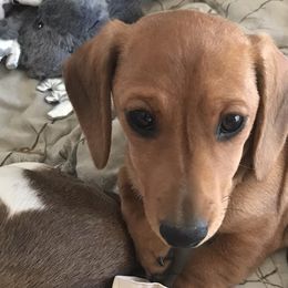 Dachshunds from Dachshund House