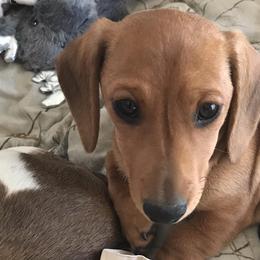 Dachshunds from Dachshund House