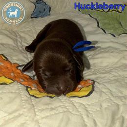 Huckleberry - Chocolate male Labrador Retriever puppy in Elloree, South Carolina from Moonlight Kennels LLC