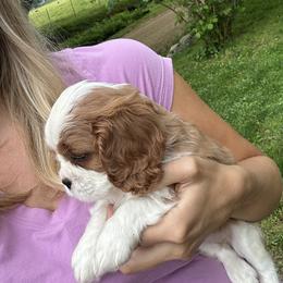 Cavalier King Charles Spaniel Puppies from Cane Creek Cavaliers