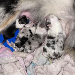 Shetland Sheepdog Puppies from Buckeye Shelties