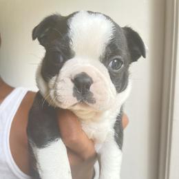 Onyx/Boy 2 - Black brindle and white Boston Terrier puppy in Ellicott City, Maryland from Thee Puppy Lady🐾