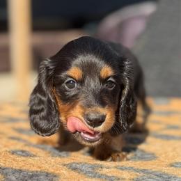 Red Collar Longhair - Black and tan male Dachshund puppy in Cottonwood, California from Circle C Farm