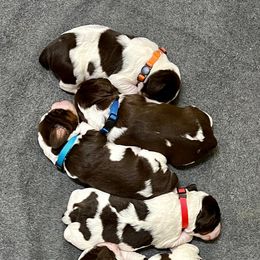 English Springer Spaniel Puppies from Burton English Springer Spaniels