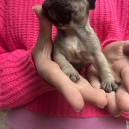 Deanna - Fawn female French Bulldog puppy in Rhode Island from Hope Valley Hounds