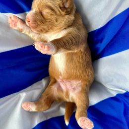 Nova Scotia Duck Tolling Retriever Puppies from Tallyho Tollers