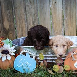 Labradoodle Puppies from CC Labradoodles