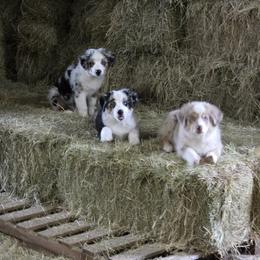 Australian Shepherd puppies from Copper Bottom Farm