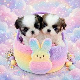 Shichon and Shih Tzu Puppies from Angie’s Teddy Bear Puppies Minnesota