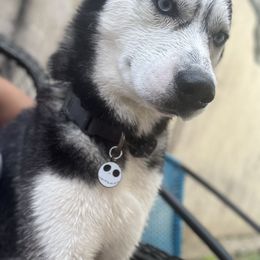 Jack - Siberian Husky