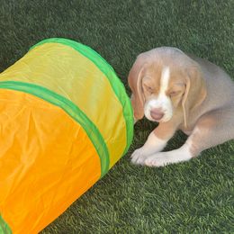 Remmy- Red Collar - Blue tan and white female Beagle puppy in Las Vegas, Nevada from Hound Kings