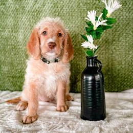 Snoop - Apricot female Labradoodle puppy in Elizabeth City, North Carolina from Howdy Doodles
