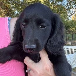 Smokey - Black male Dachshund puppy in Boston, Kentucky from River Bottom Mini Doxies