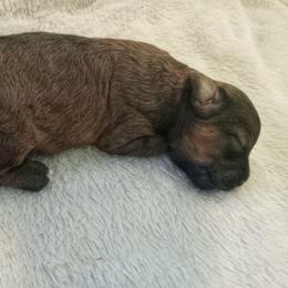 Gary - Brindle male Shihpoo puppy in Mifflintown, Pennsylvania from Curls & Paws Canines