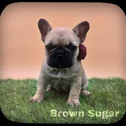 Brown Sugar - Fawn female French Bulldog puppy in Wisconsin from Shameless Bulldogs LLC
