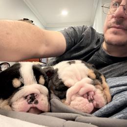 Bulldog Puppies from Bulldog's 4 Brothers