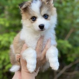 Pomsky Puppies from Brent Bauer