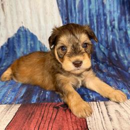 Maverick AKC Rare 3,600 - Liver male Miniature Schnauzer puppy in Dayton, Texas from Von Baron Schnauzers