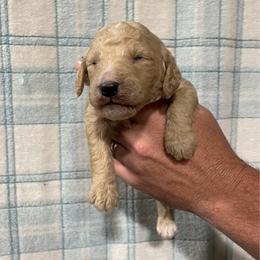 Benny - Cream male Poodle puppy in Detroit Lakes, Minnesota from Pickerel Pups