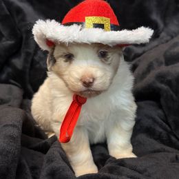 Lindy - Red merle female Australian Shepherd puppy in Grove, Oklahoma from Dollface Aussies