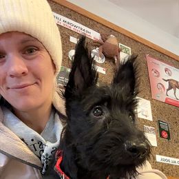 Thankful sail 2750 - Brindle male Scottish Terrier puppy in Mancelona, Michigan from Stefany Farm of Happiness