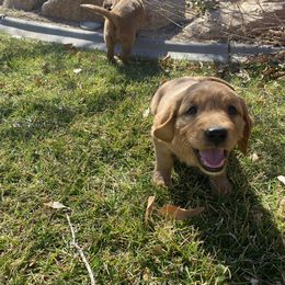 Golden Retriever and Labrador Retriever Puppies from All Around Retrievers LLC