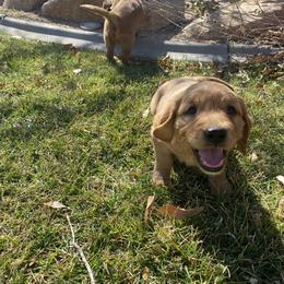 Golden Retriever and Labrador Retriever Puppies from All Around Retrievers LLC