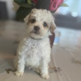 Stormy - Parti male Goldendoodle puppy in Cumberland, Rhode Island from minigoldendoodlesofRI