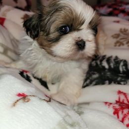 Girl 1 - Tricolor female Shih Tzu puppy in Wooster, Ohio from Mending Hearts Shih Tzu's