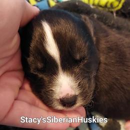 Stacy - Black and white female Siberian Husky puppy in Savannah, Georgia from Stacy's Siberian Huskies