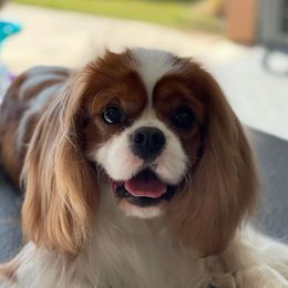 Cavalier King Charles Spaniels from Pisteuo Cavalier King Charles Spaniels