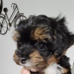 Princess - Black and white female Havanese puppy in Tarrant County, Texas from Jerico Havanese
