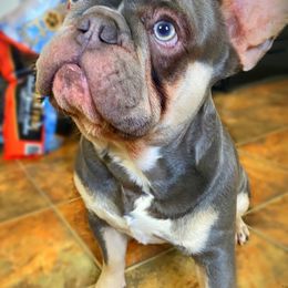 French Bulldogs from Frenchie Dispatch
