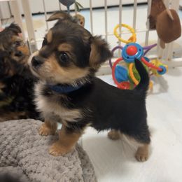 Phoenix - video available - Black & tan tri-color male Morkie puppy in Seneca, Missouri from M.Y. Morkies and Yorkies