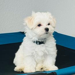 Atreus ACA Registration - White male Maltese puppy in Florence, Arizona from Maltese Of Arizona