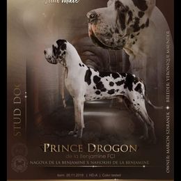 Great Dane and Pug Puppies from Viking Kennel