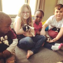 Karakachan Puppies from Karluk Acres Karakachans