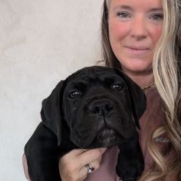 Nutmeg - Black female Cane Corso puppy in Franktown, Colorado from Earth and Ship Cane Corso