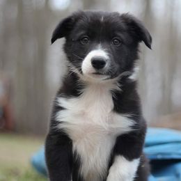 Border Collie Puppies from By Design Farm