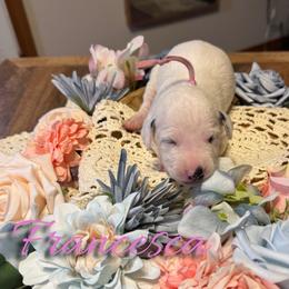 Francesca - White and black female Dalmatian puppy in Mount Vernon, Missouri from Spots & Spirals